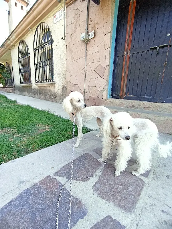 CONSULTORIO VETERINARIO MEDIVET