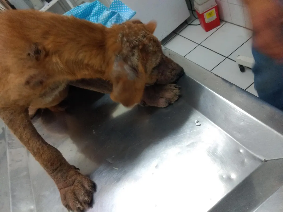 Clínica Veterinaria Reyes — foto 2 de 3