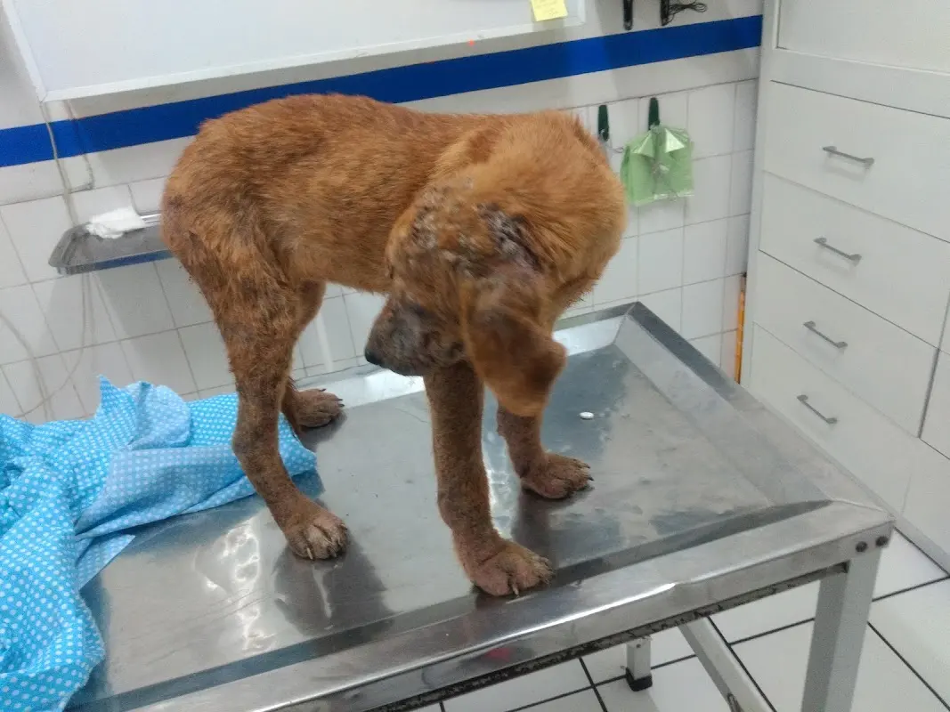 Clínica Veterinaria Reyes — foto 3 de 3