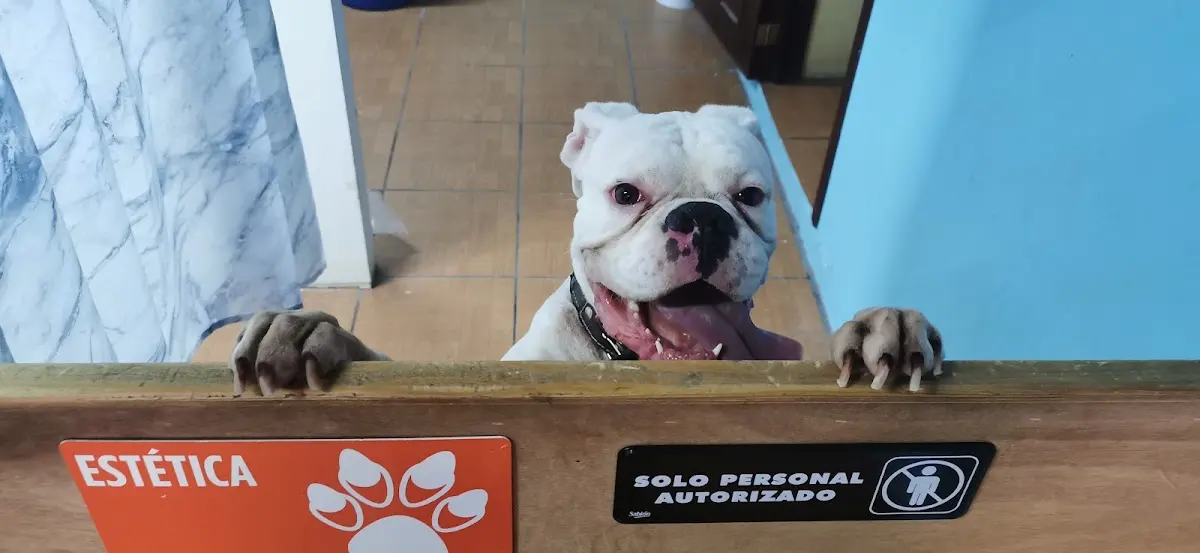 Clinica Veterinaria ANIMAL HOME — foto 2 de 2