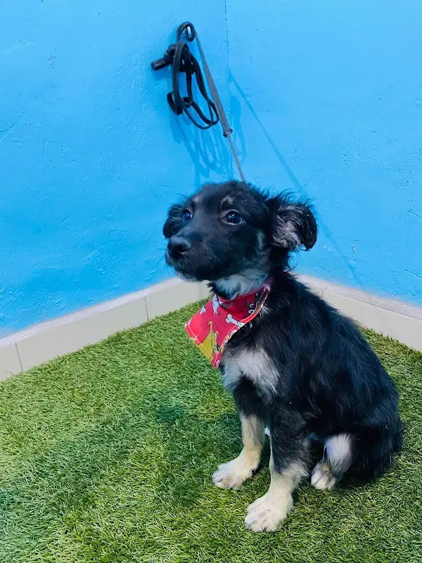 Clínican, veterinaria las 24 horas (emergencias)