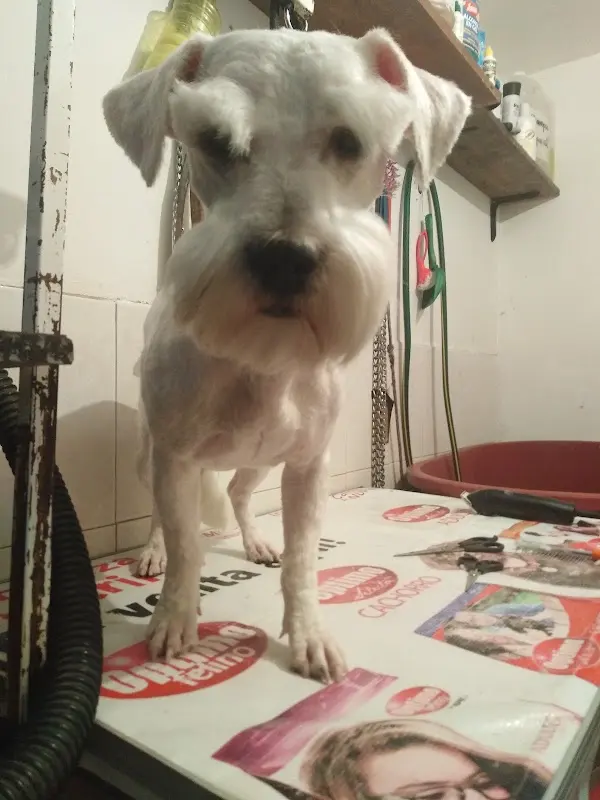 Consultorio Veterinario P-litos