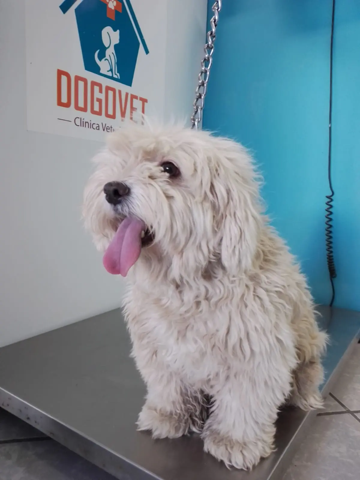 Dogovet Clíníca Veterinaria