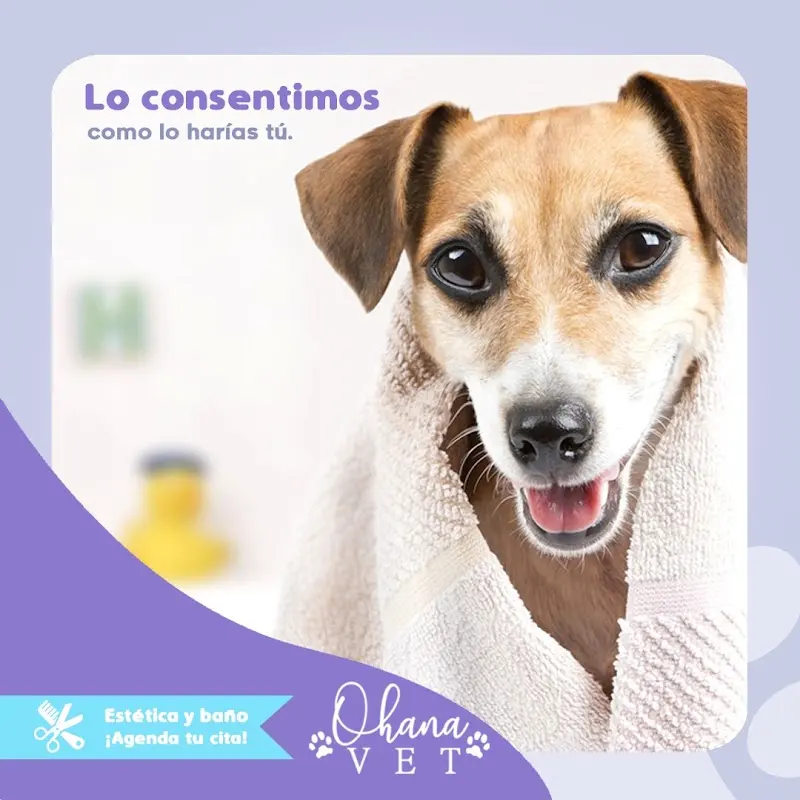 OHANA VET — foto 1 de 1