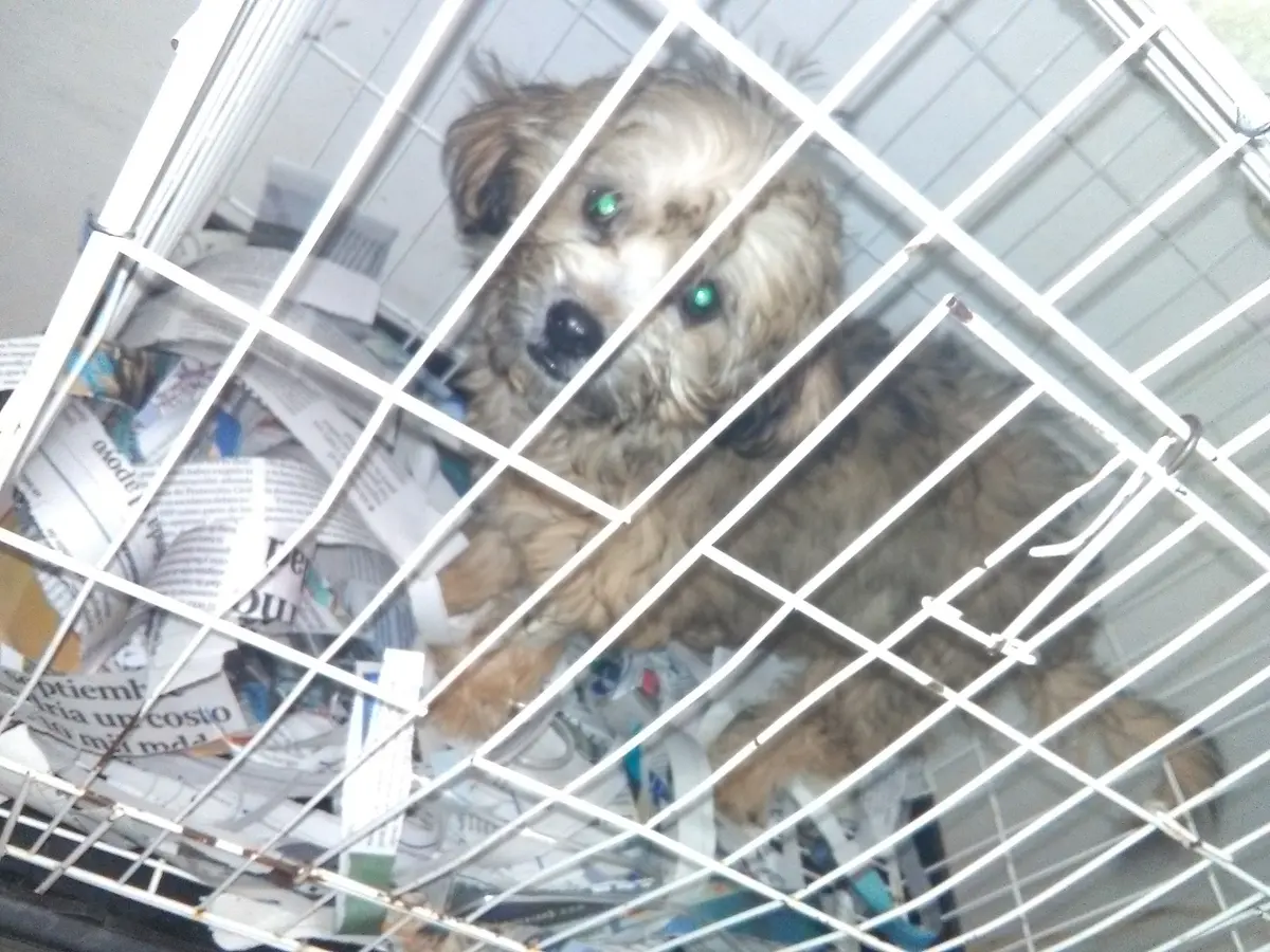 Veterinaria Vallarta — foto 2 de 3