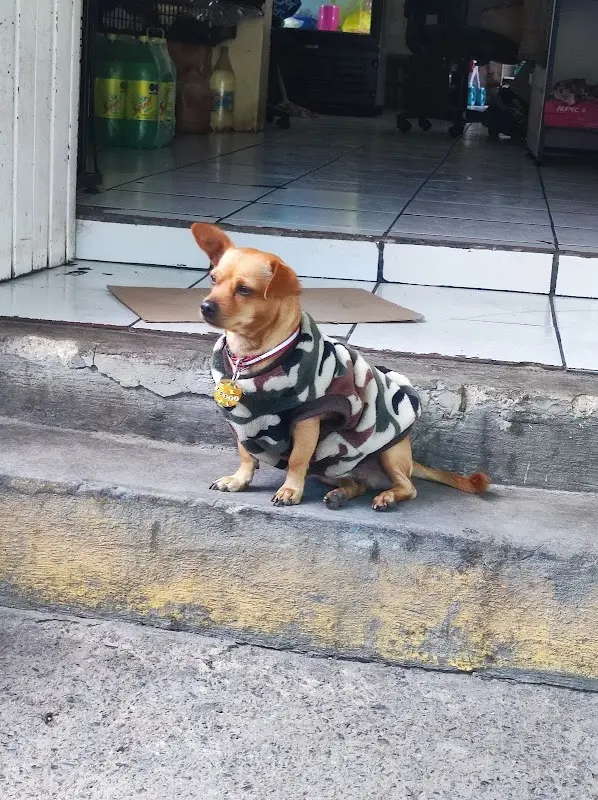 VETERINARIA MAYAHUEL