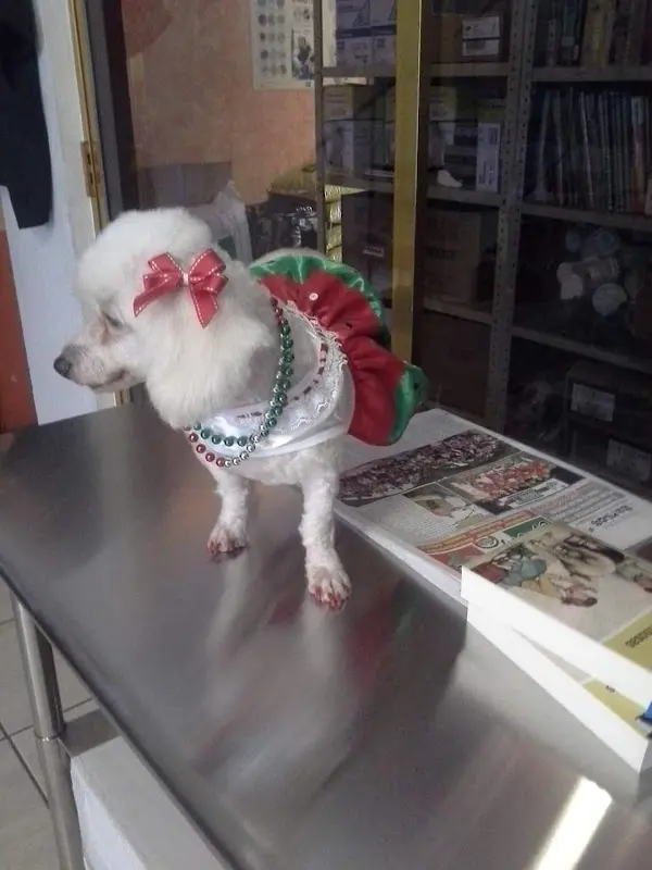 Veterinaria Y Estetica Canina González