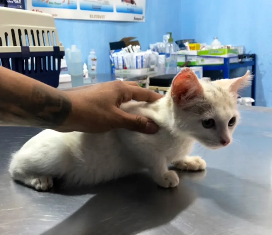 Clínica Veterinaria Dalila