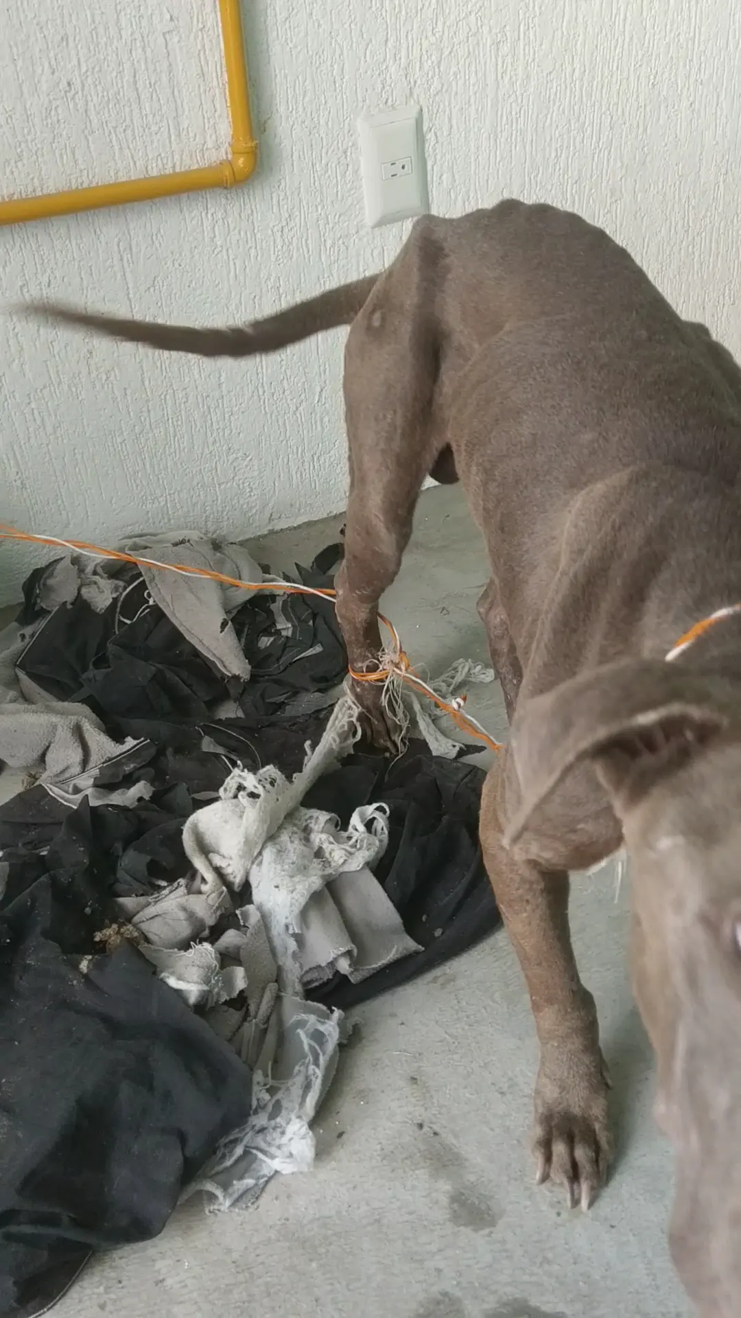 Dirección De Acopio Y Salud Animal — foto 2 de 3