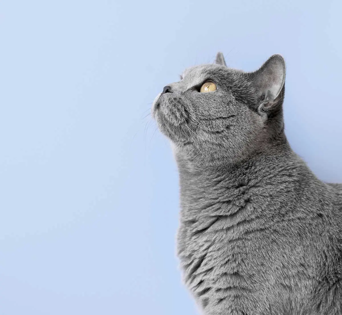 RestForPets | Crematorio de Mascotas Guadalajara