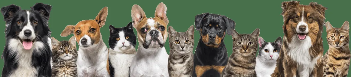RestForPets | Crematorio de Mascotas Guadalajara — foto 2 de 3
