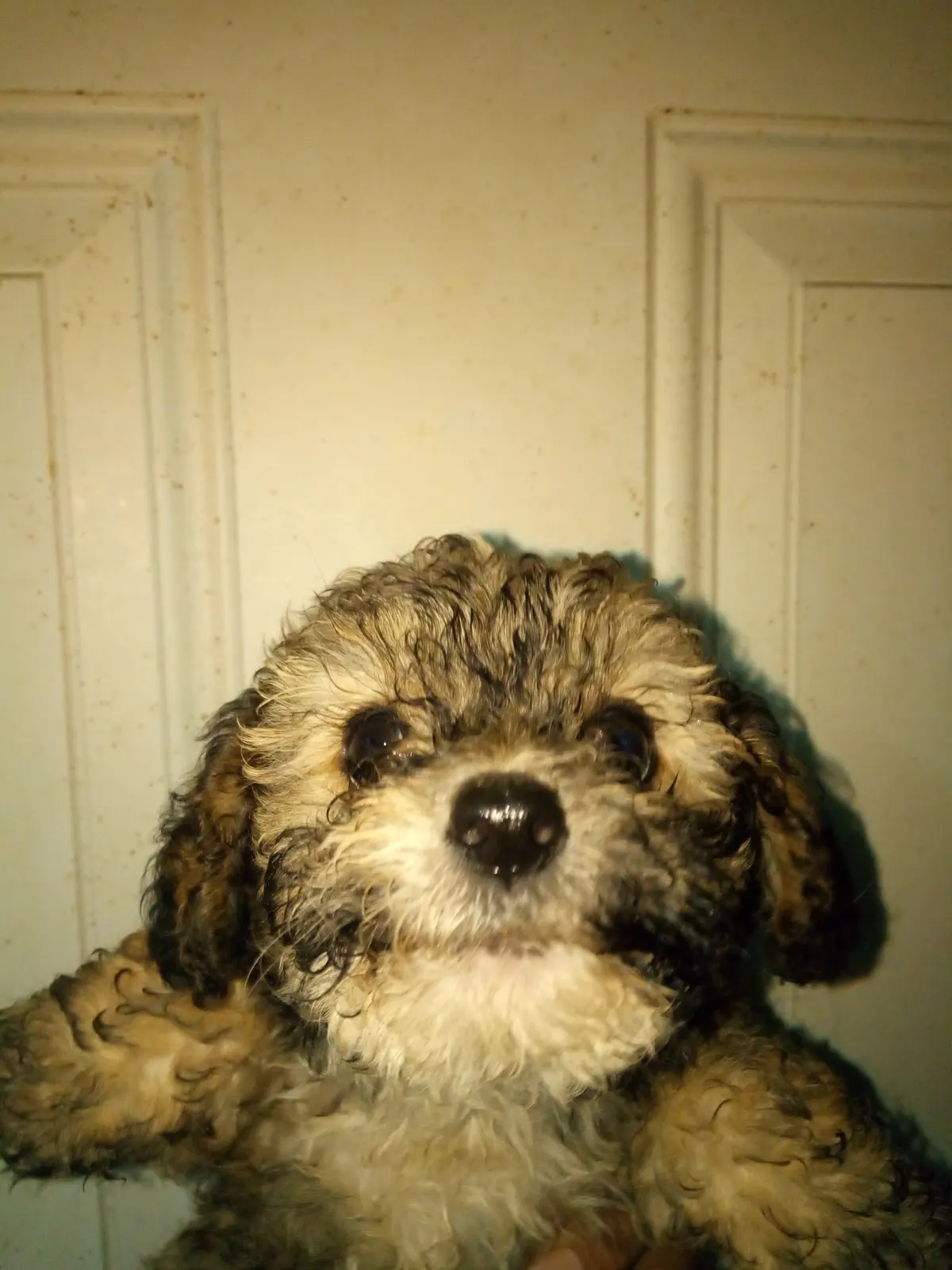 Veterinaria Baby Pet's — foto 3 de 3