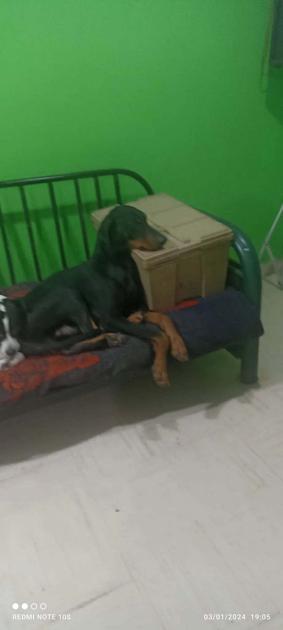 Veterinaria Santos Cachorros