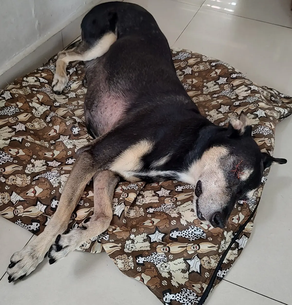 Clínica Veterinaria Kanem