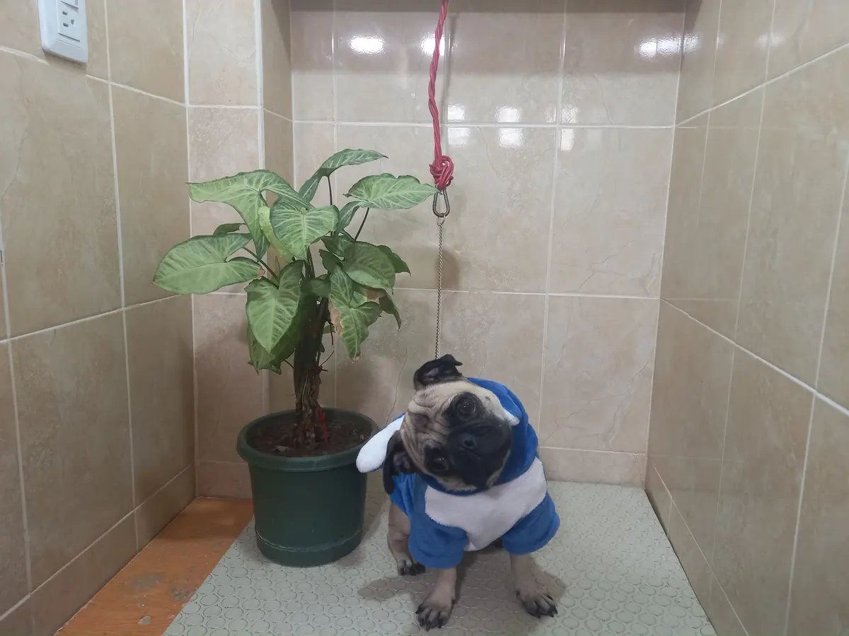 Clínica Veterinaria San Jose — foto 3 de 3