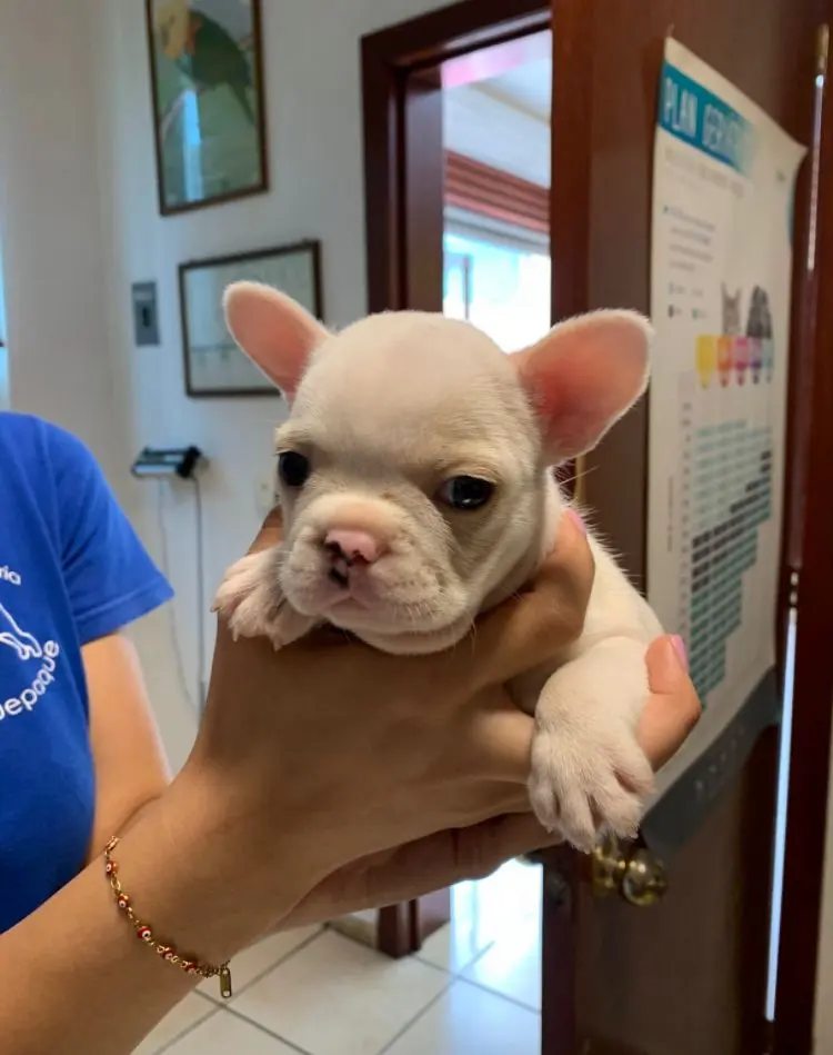 CLÍNICA VETERINARIA TLAQUEPAQUE