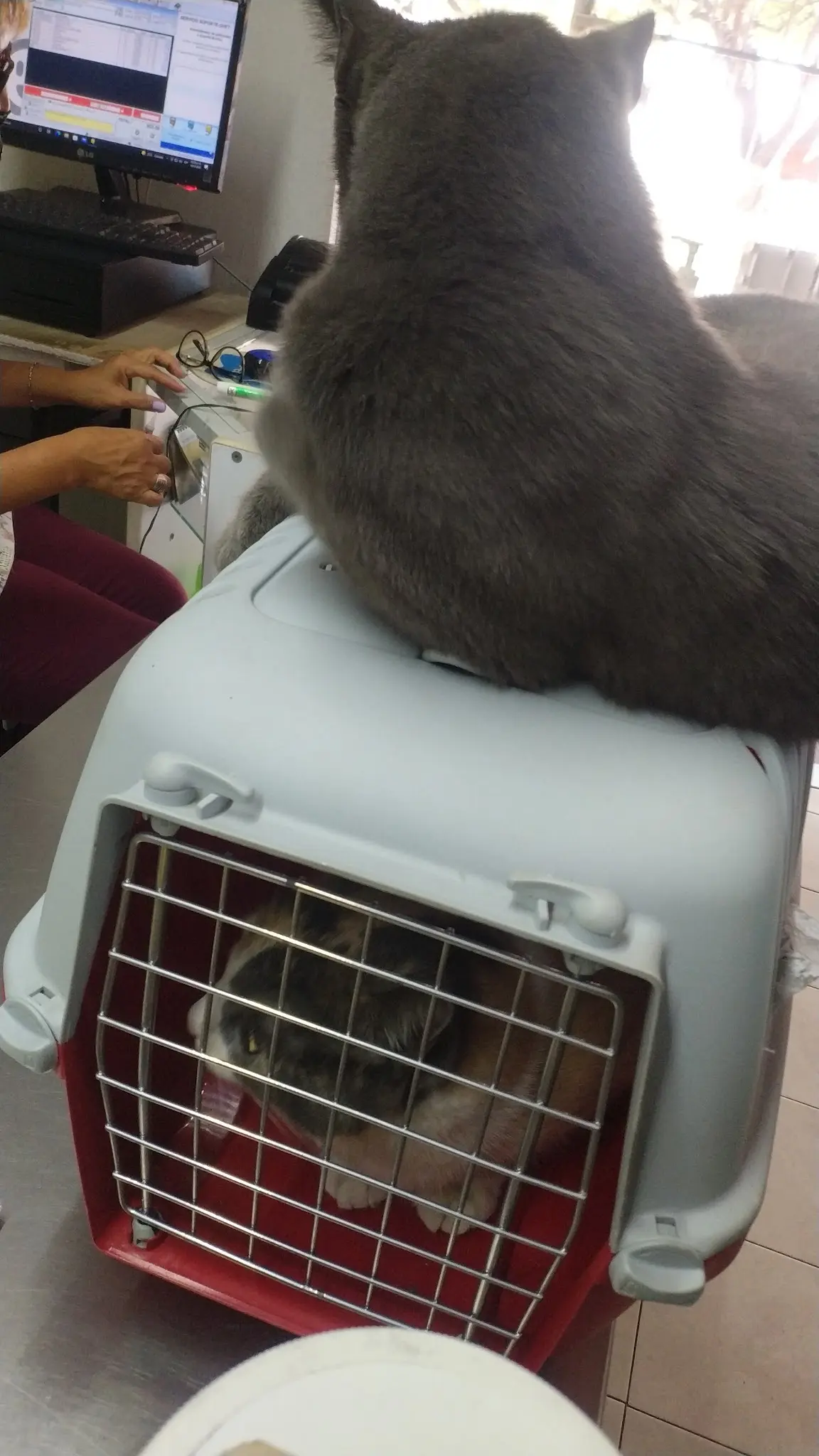 Le PetCity
