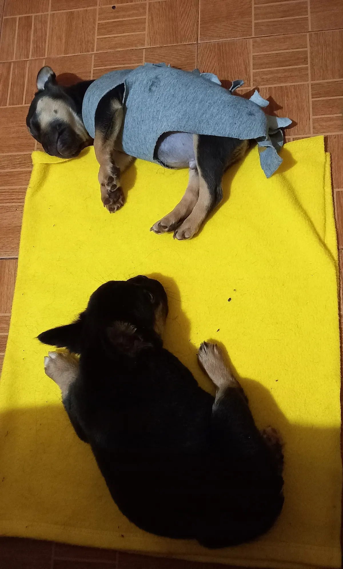 Veterinaria Animalikos