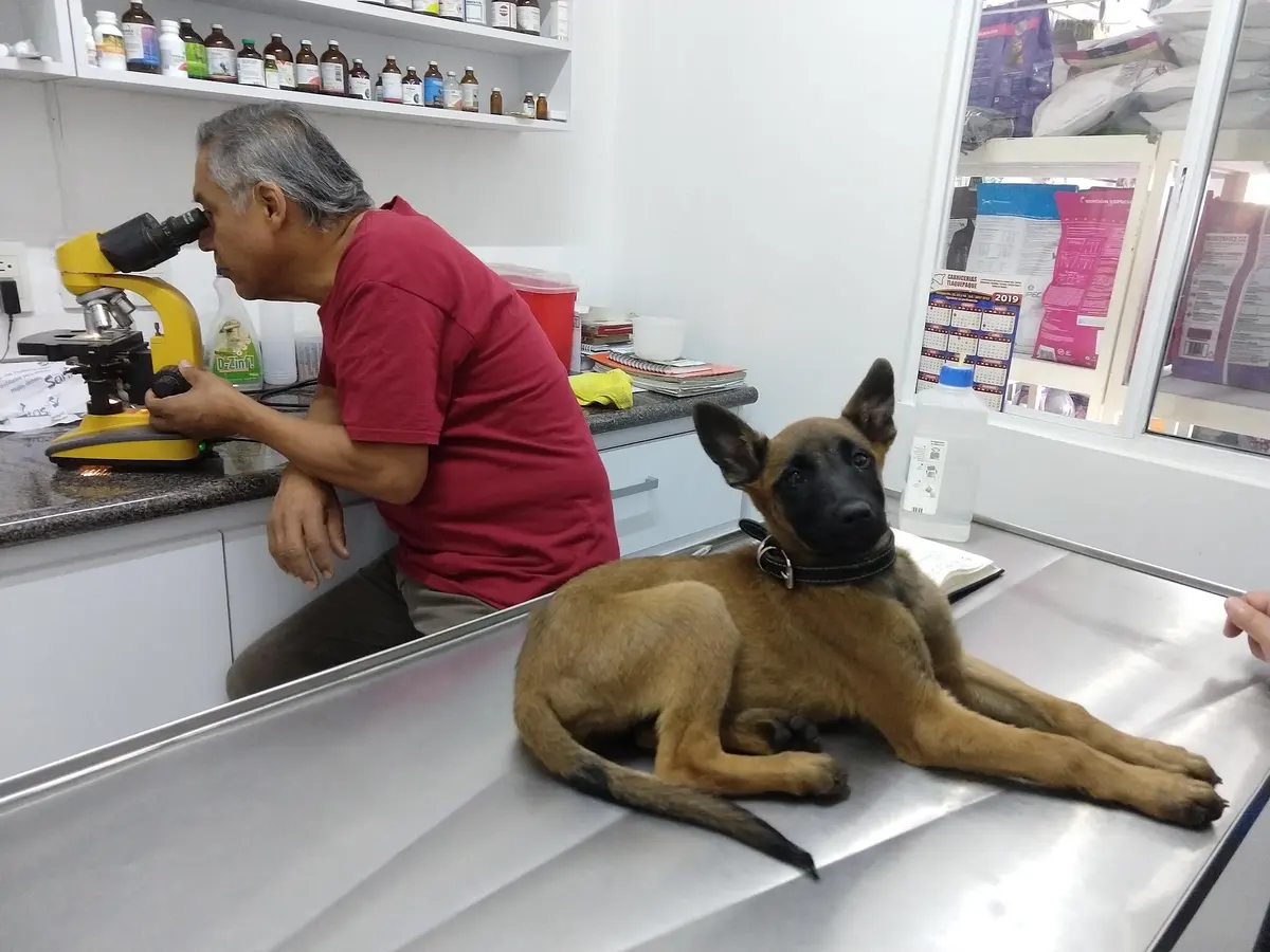 Veterinaria Dr. Estuvier