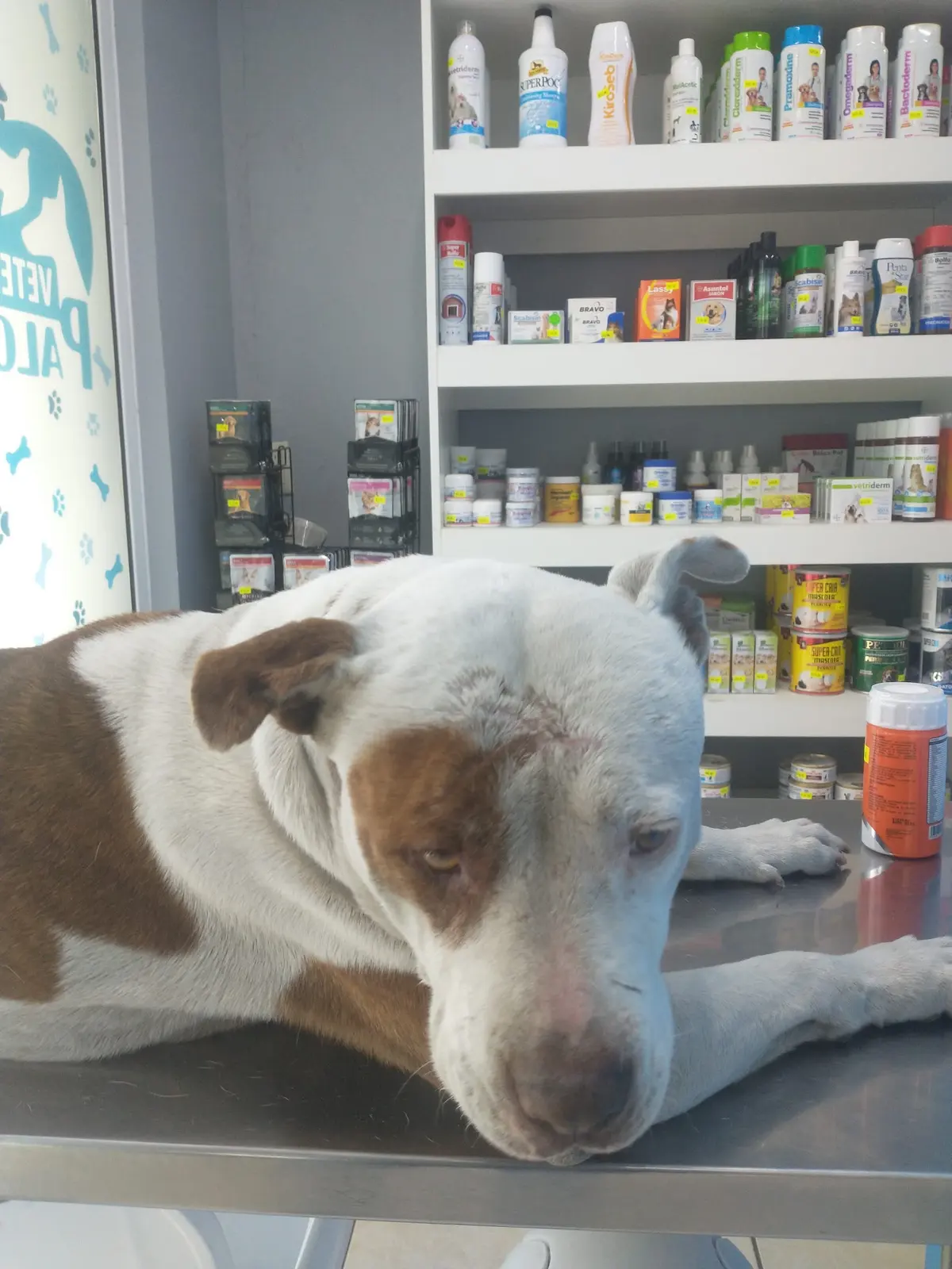 Veterinaria Palomar Las Huertas — foto 2 de 3