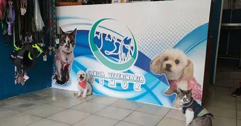 Veterinaria VIMUR