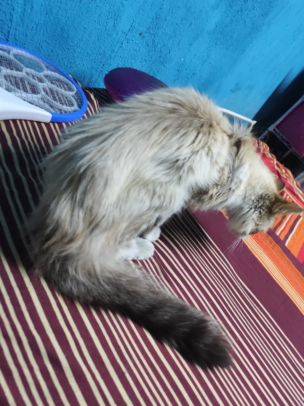 Balí Veterinaria