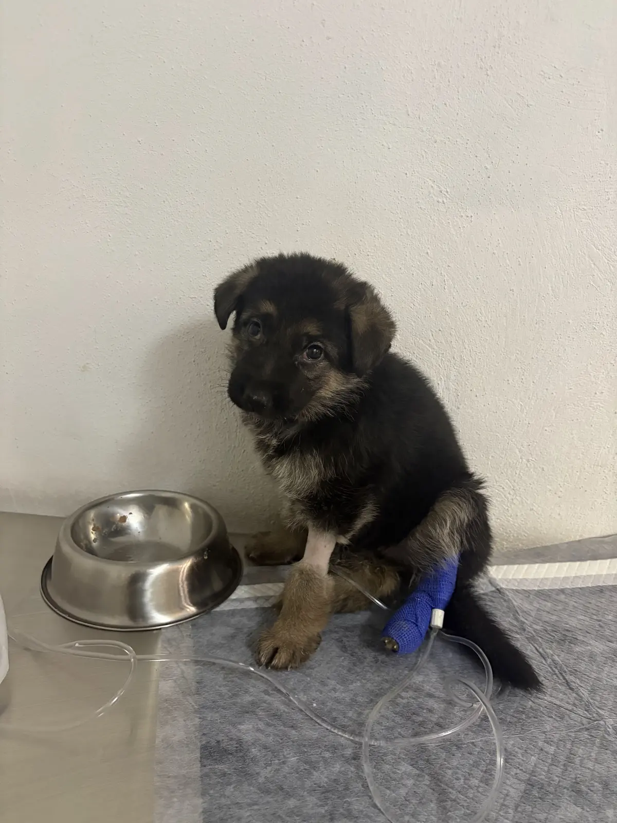 VETERINARIA "GOOFY"
