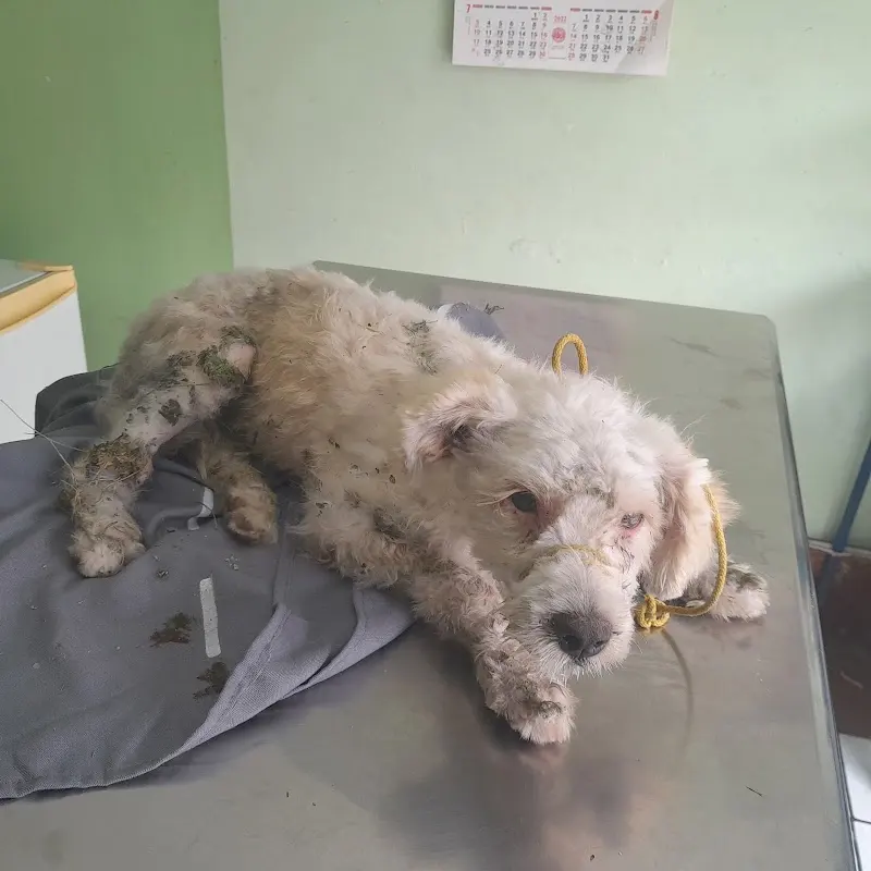 Veterinaria Jalisco