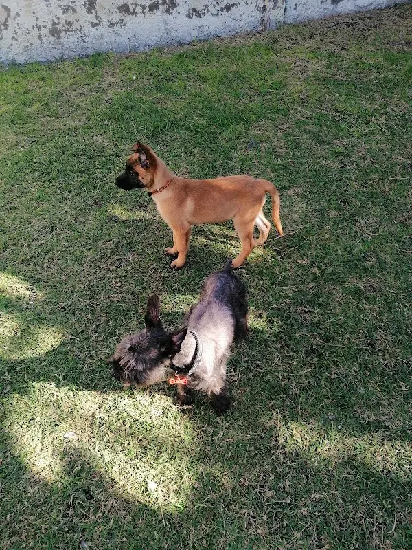 Veterinaria Mascotas Y Más 2