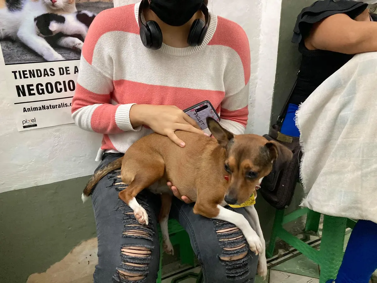 Centro de Esterilización Veterinario — foto 3 de 4