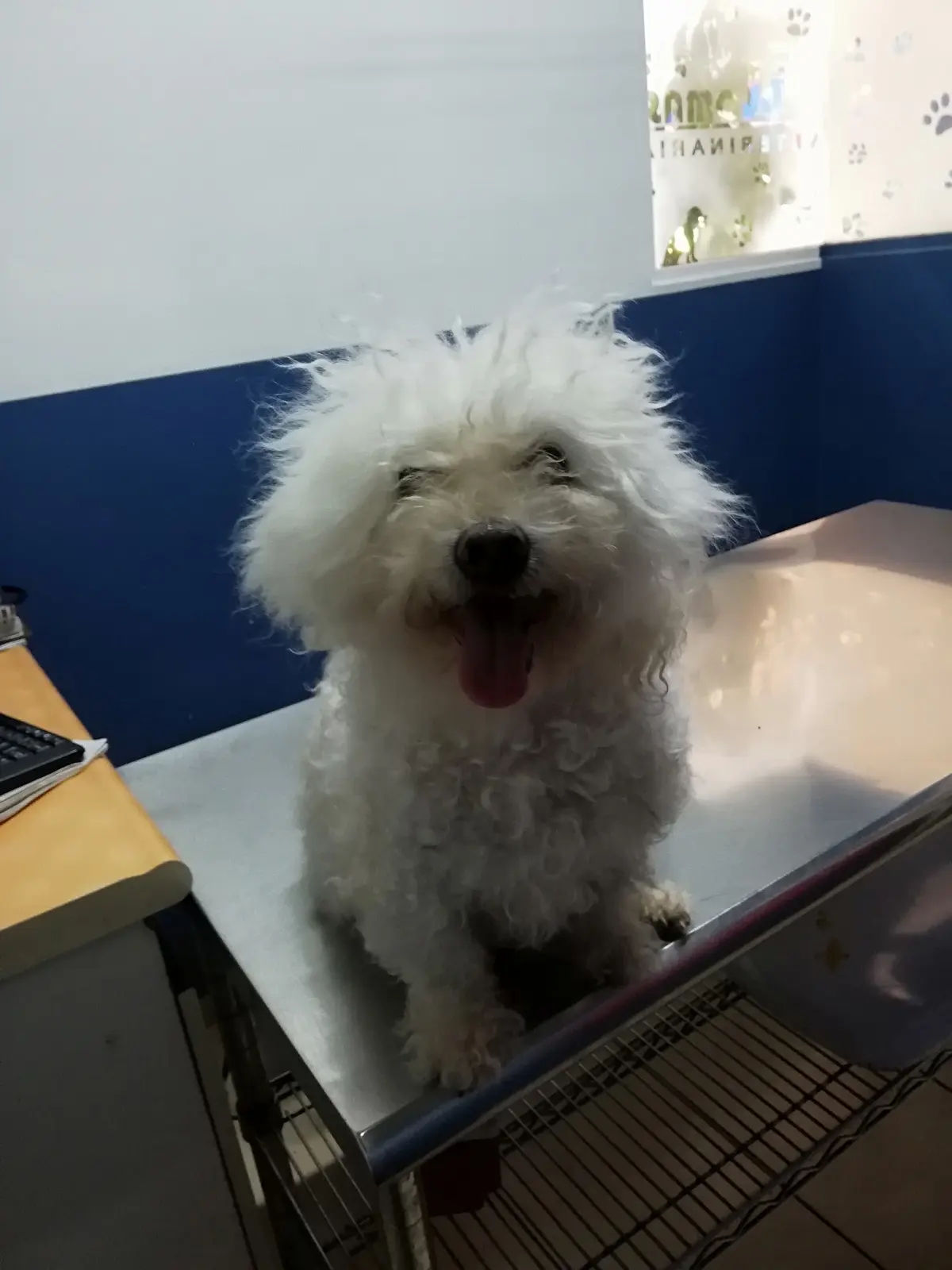 Centro Veterinario Hoslom.