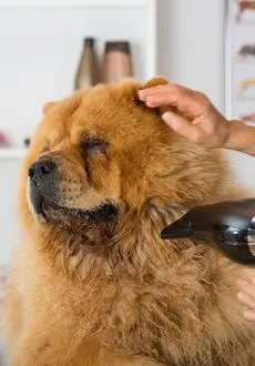 Clínica Veterinaria Africam