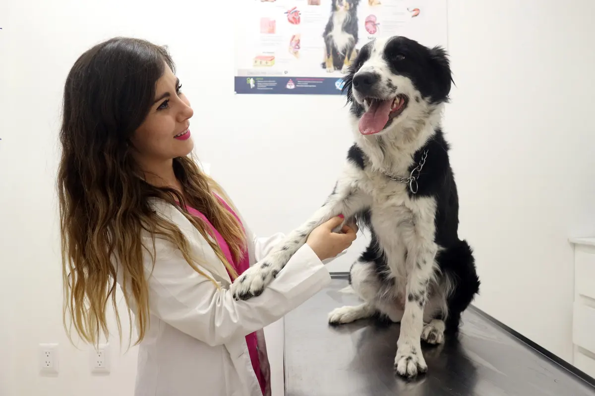 HarryVet Clínica Veterinaria — foto 3 de 3