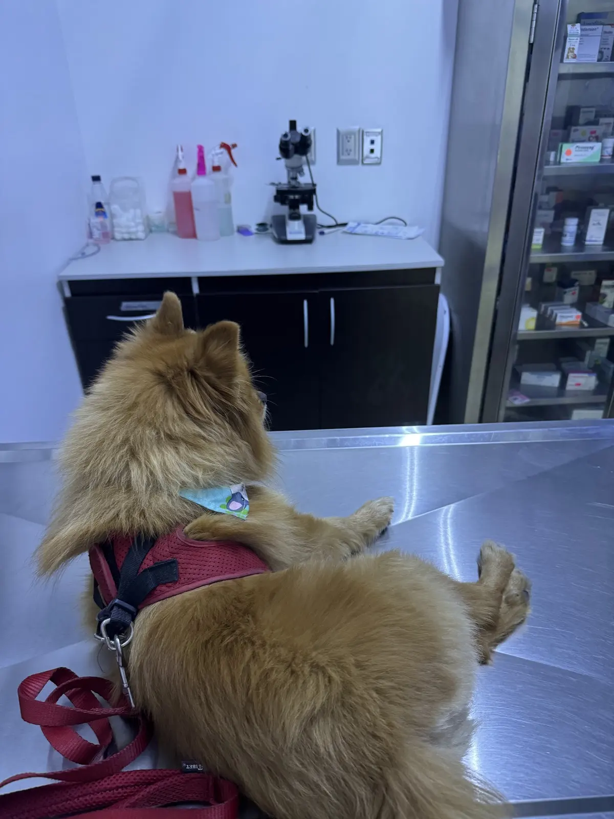 HOSPITAL VETERINARIO ORTIZ HVO
