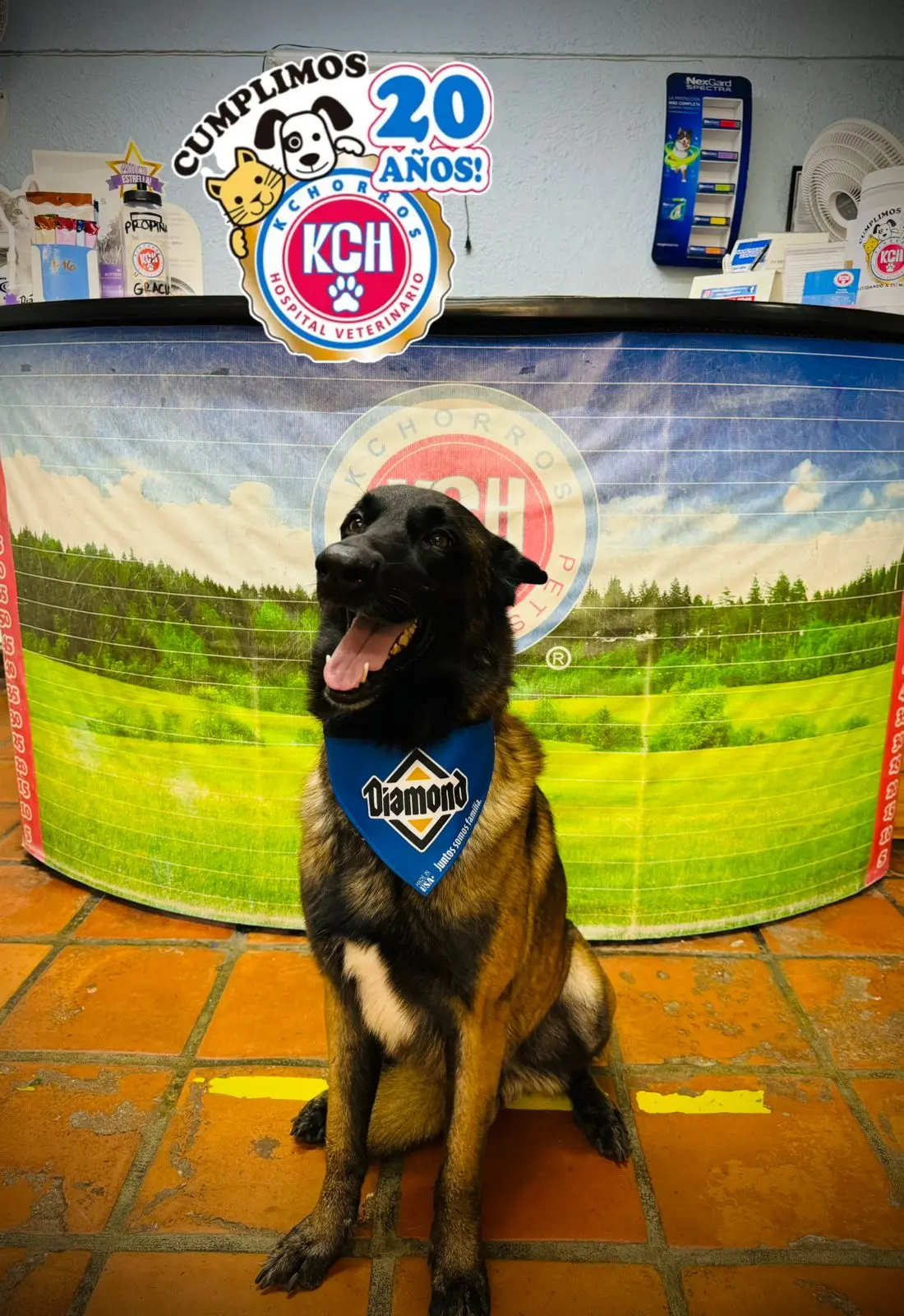 Kchorros Hospital Veterinario — foto 3 de 3
