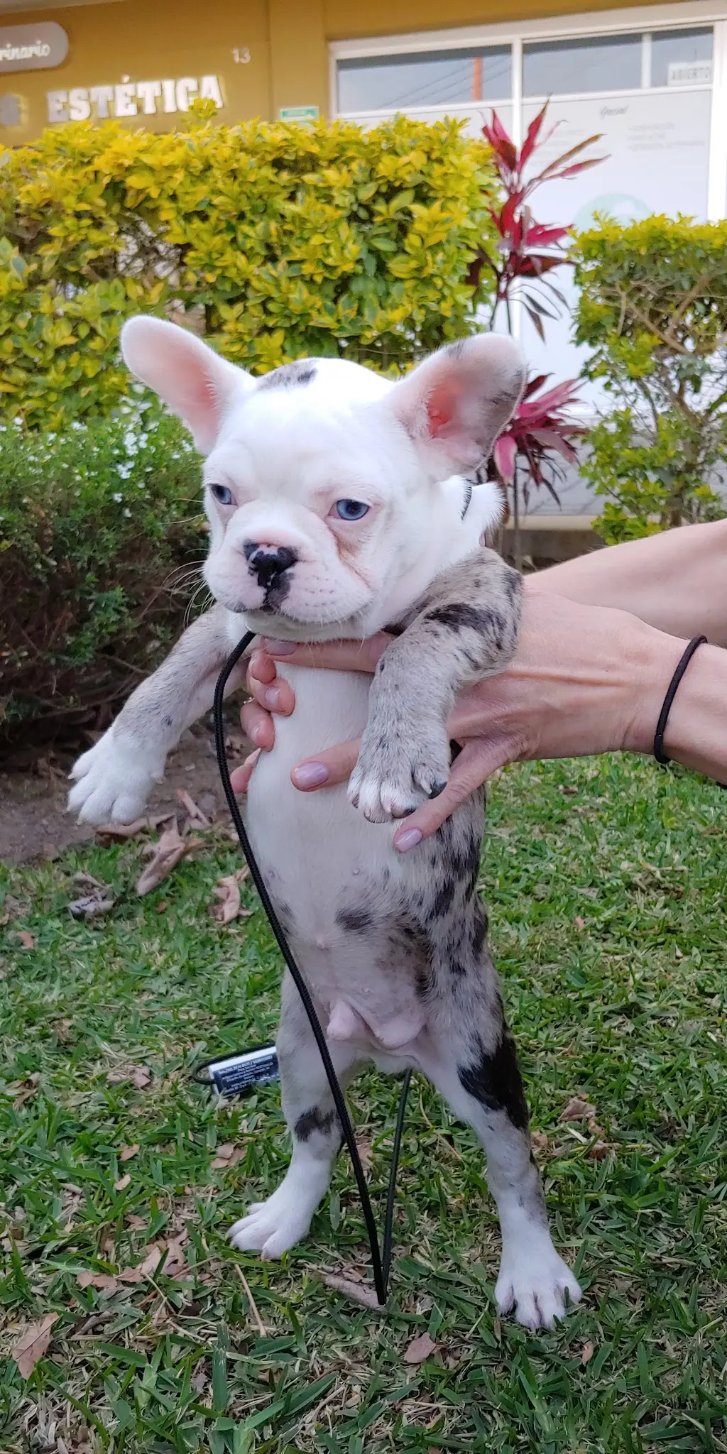 Mario el Veterinario