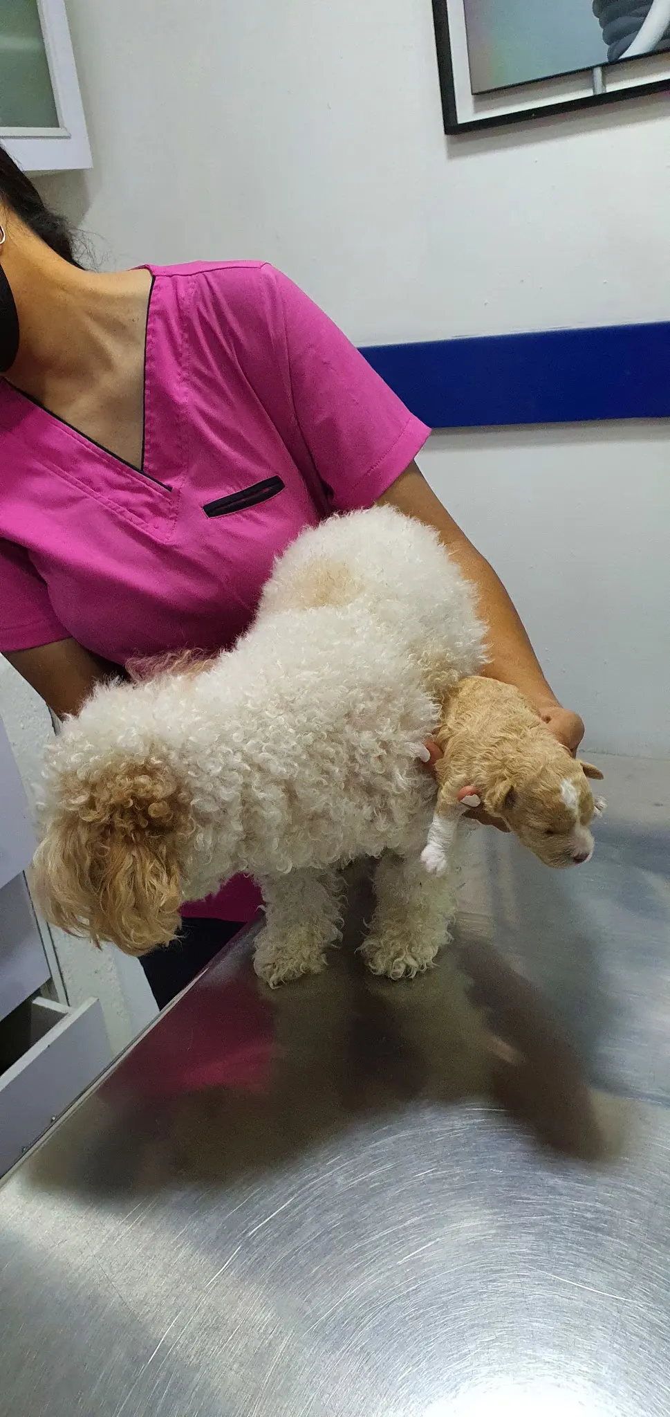 The Animal Health Center