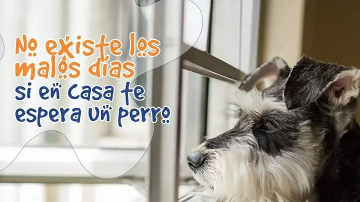 Veterinaria Dogma