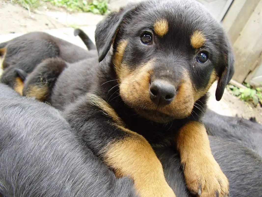 Servicio Veterinario Rottpast