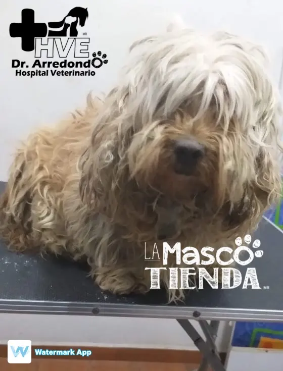La Mascotienda Clínica Veterinaria