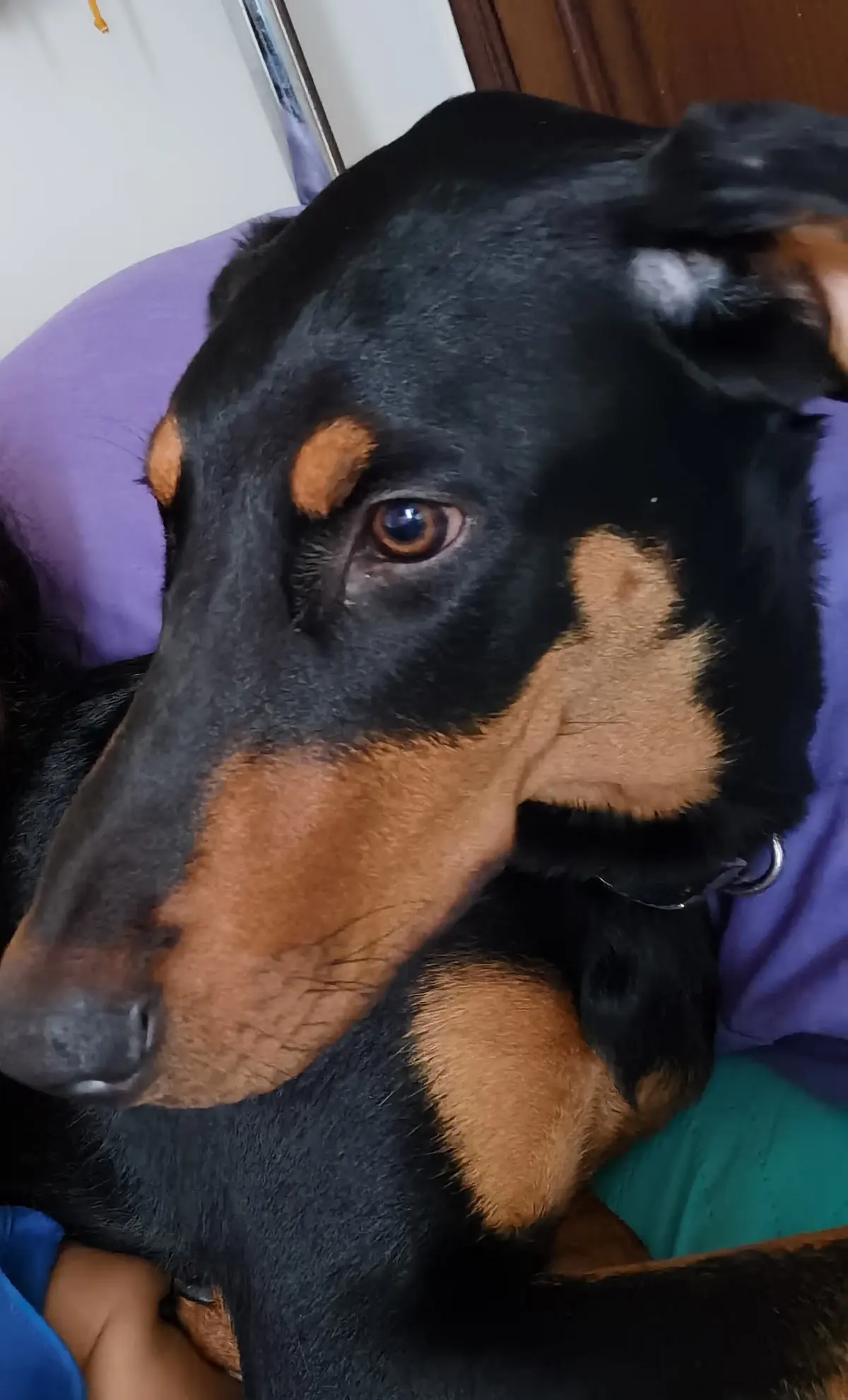 Clínica veterinaria zoodog