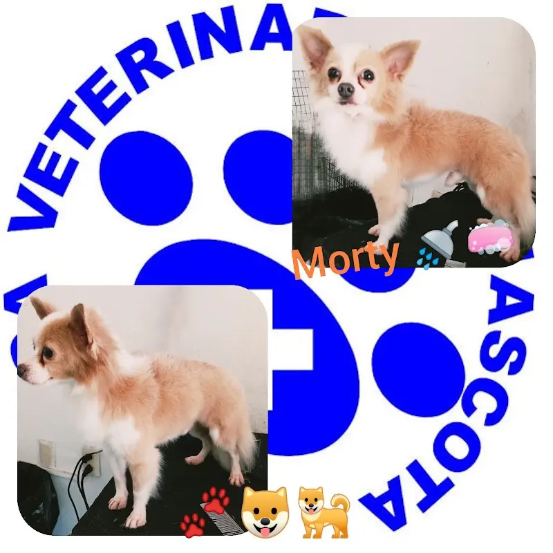 Clínica Veterinaria Mi Mascota