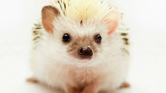 KAZOKU CENTRO VETERINARIO