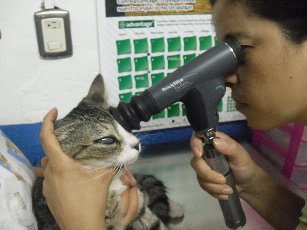 Clínica Veterinaria Animaniac