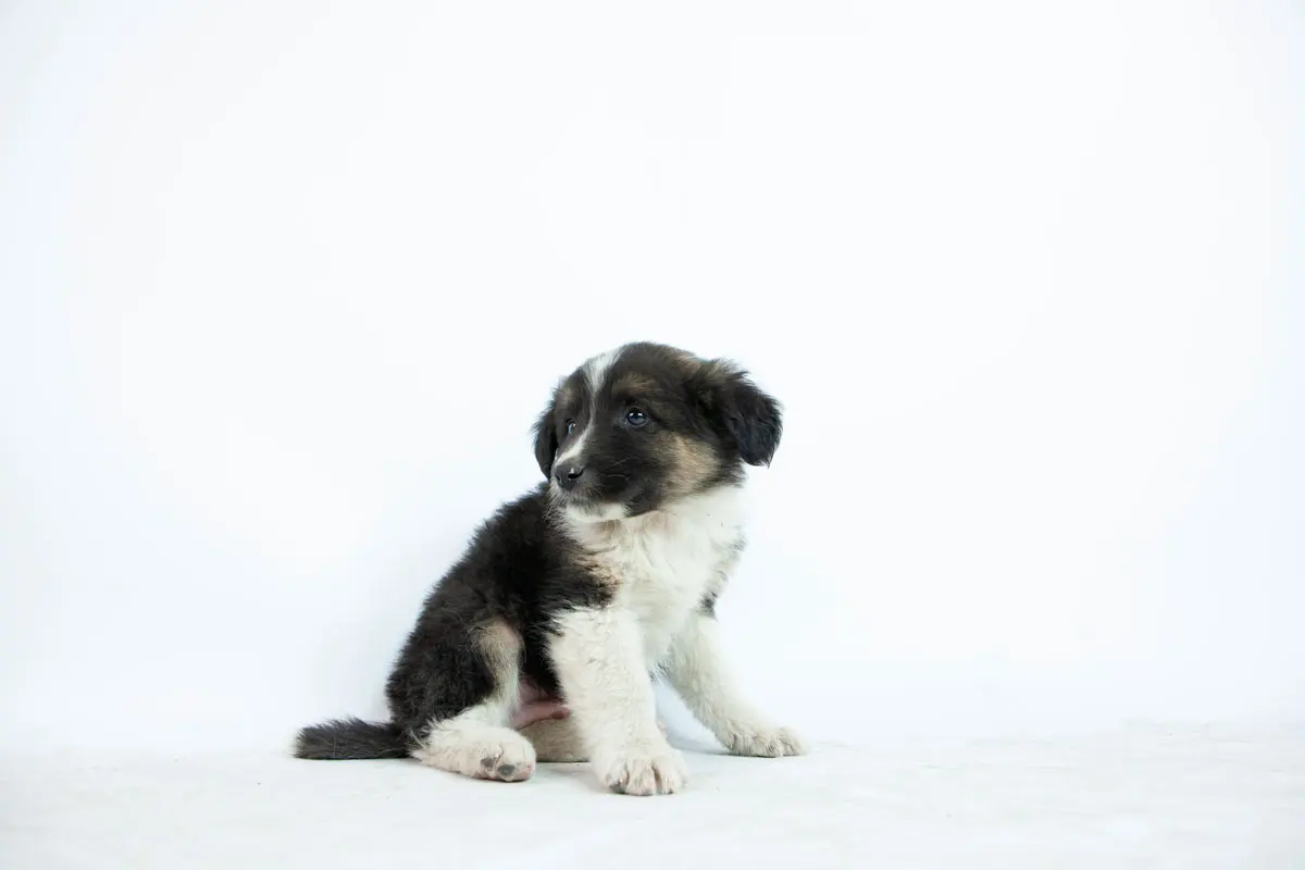 Clinica Veterinaria Medicavet De Especialidad En Perros Y Gatos — foto 4 de 4