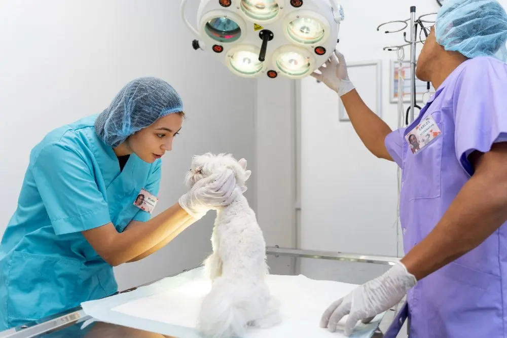 Hospital Boulevard Especialidades Veterinarias — foto 2 de 4