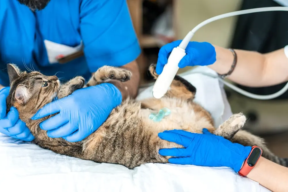 Hospital Boulevard Especialidades Veterinarias — foto 3 de 4