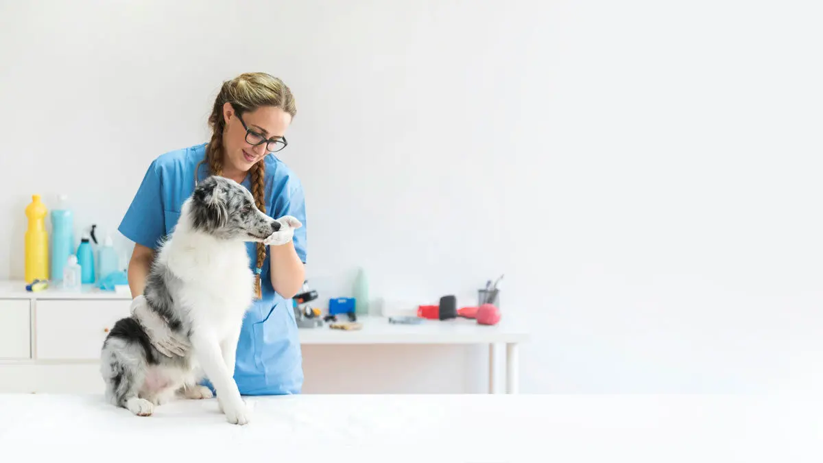 Hospital Veterinario Chapultepec Norte Sucursal Altozano
