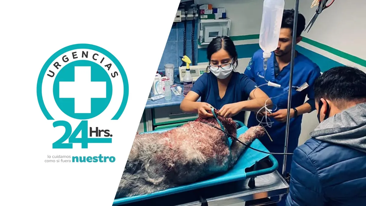 Hospital Veterinario Unión La colina — foto 2 de 4