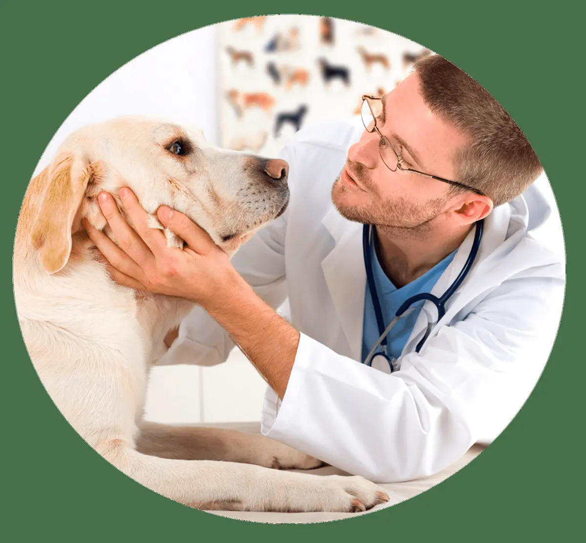 KANNEZ - Clínica Veterinaria Morelia